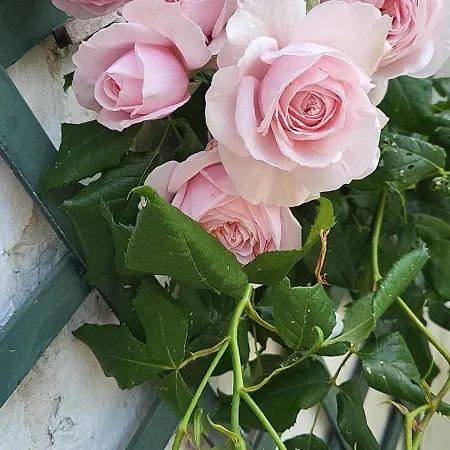 فندق مبيت وإفطار Mon-domisiladore *